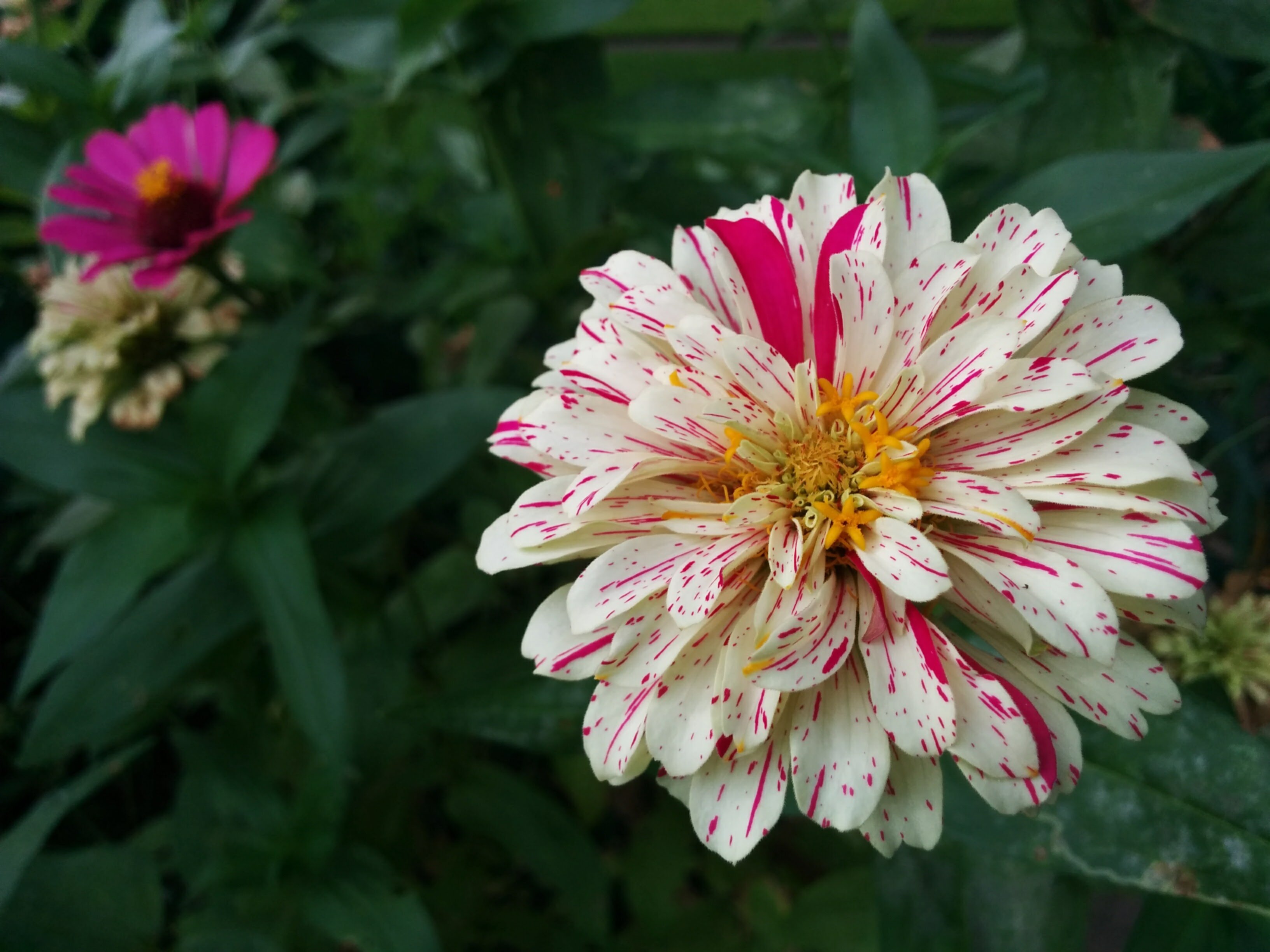 a striking zinnia