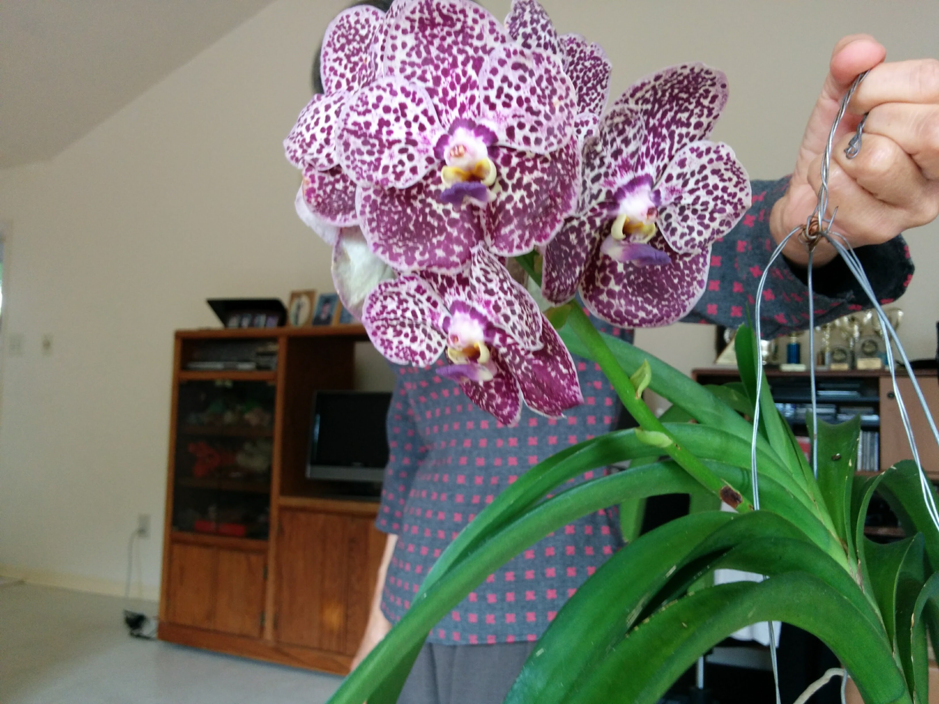 orchids are one of her favorites