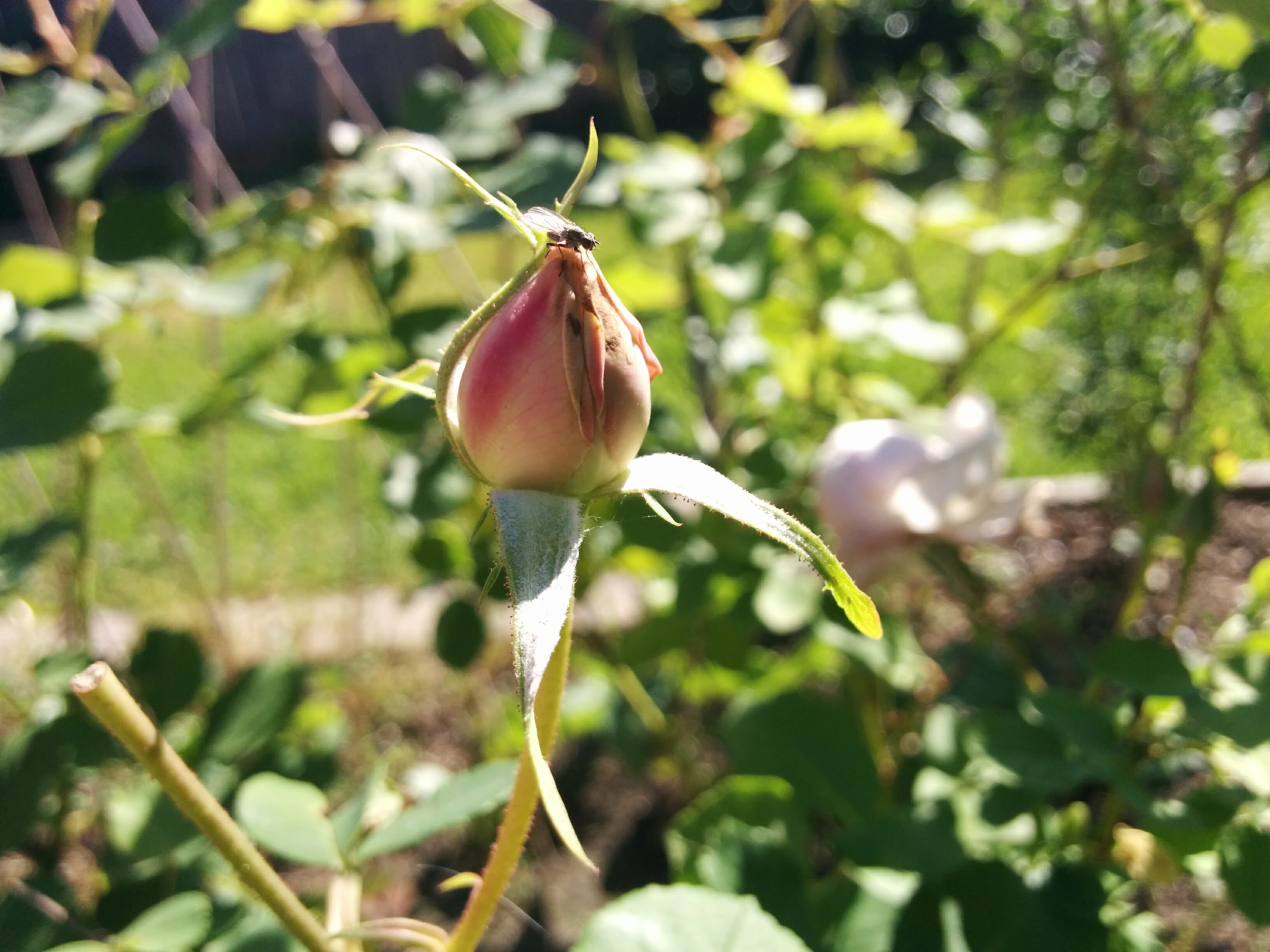 as are roses