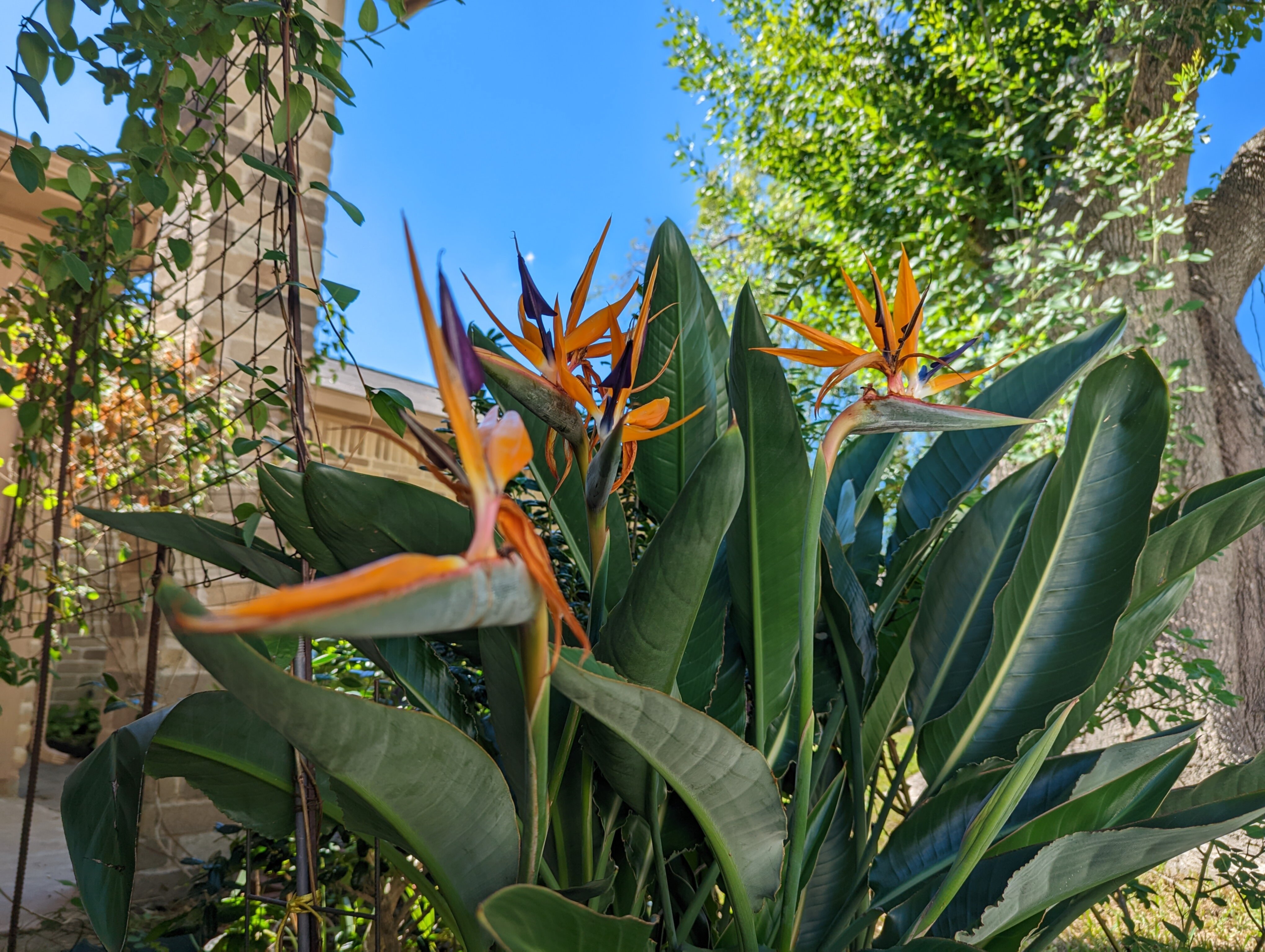 birds of paradise