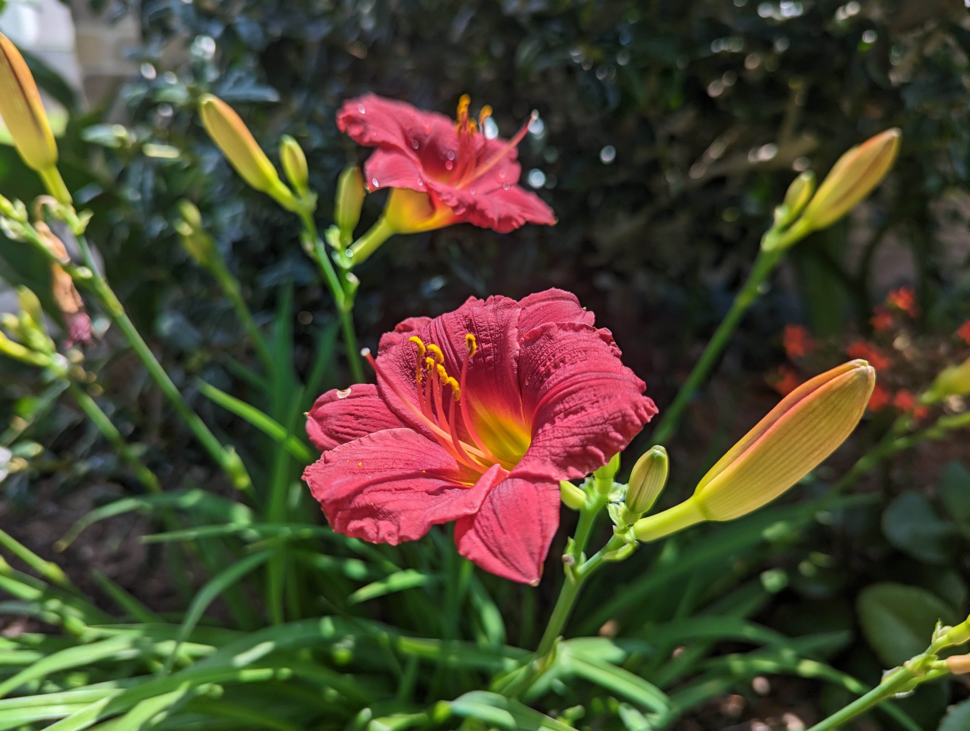 daylily