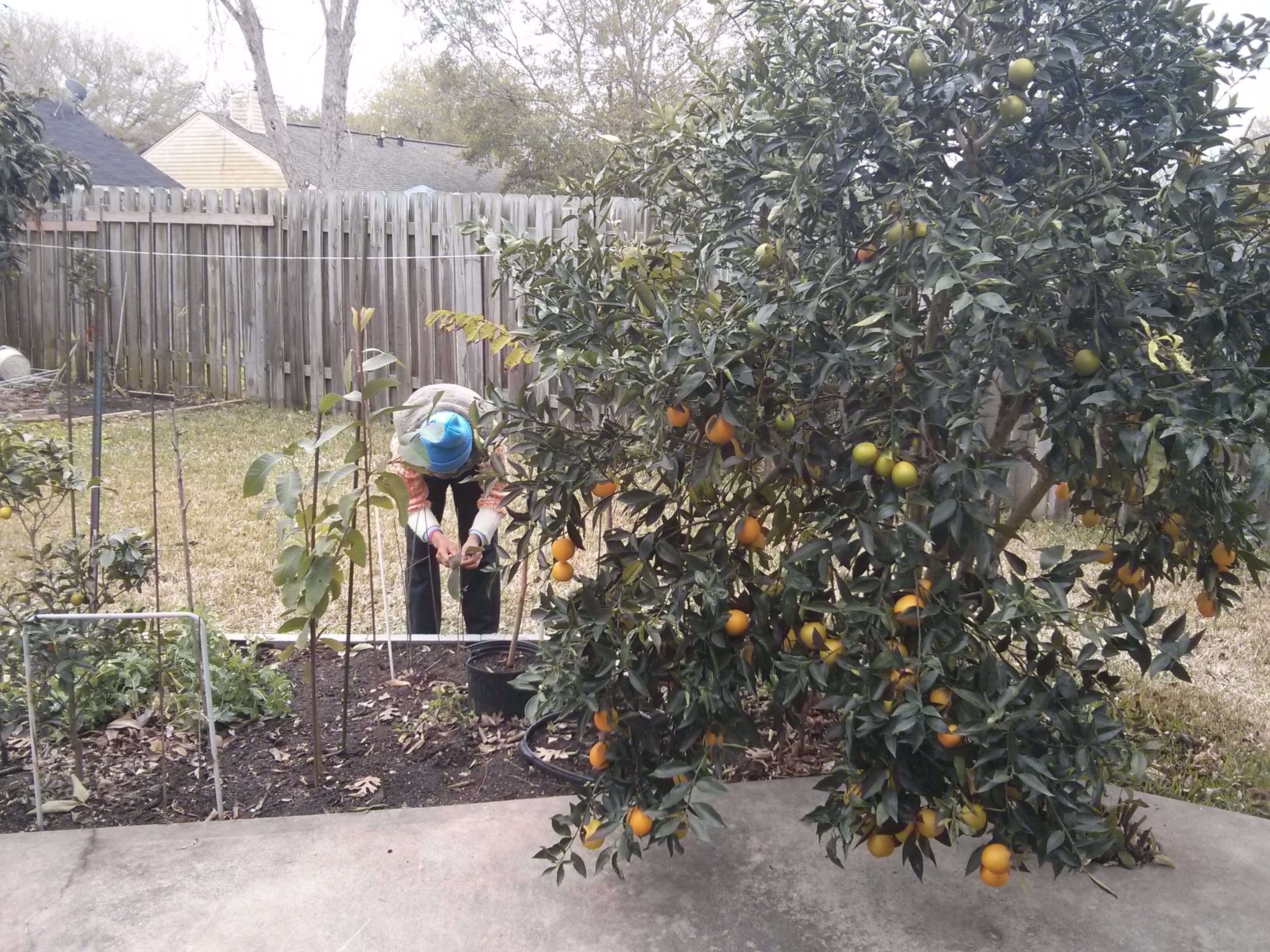 a bountiful lemonquat tree