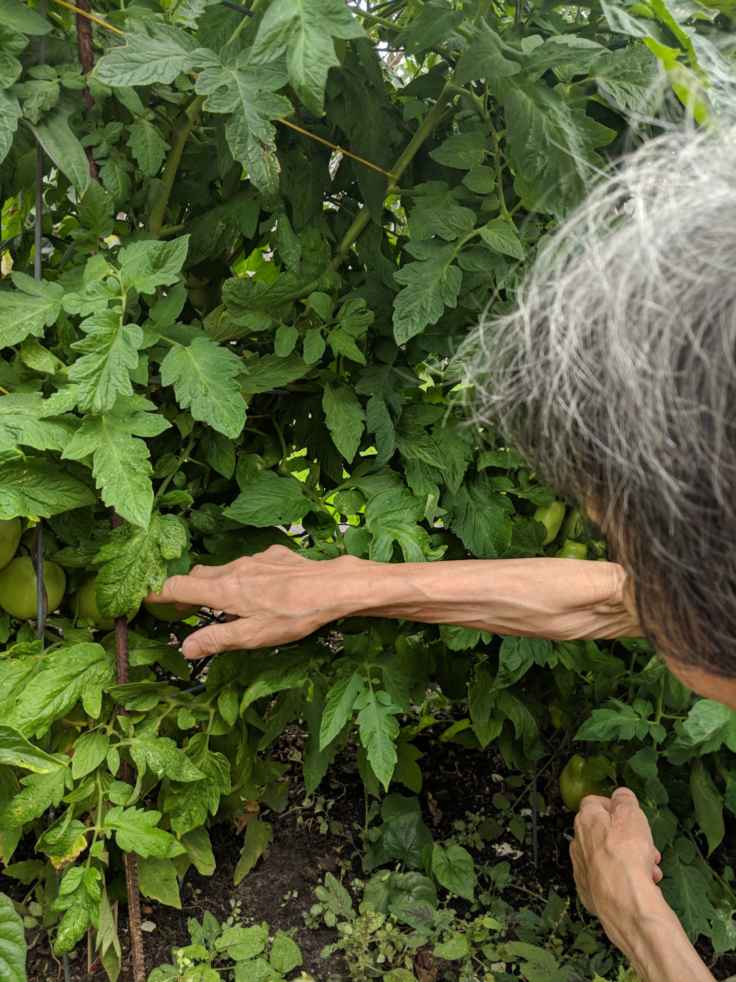 harvesting tomatoes