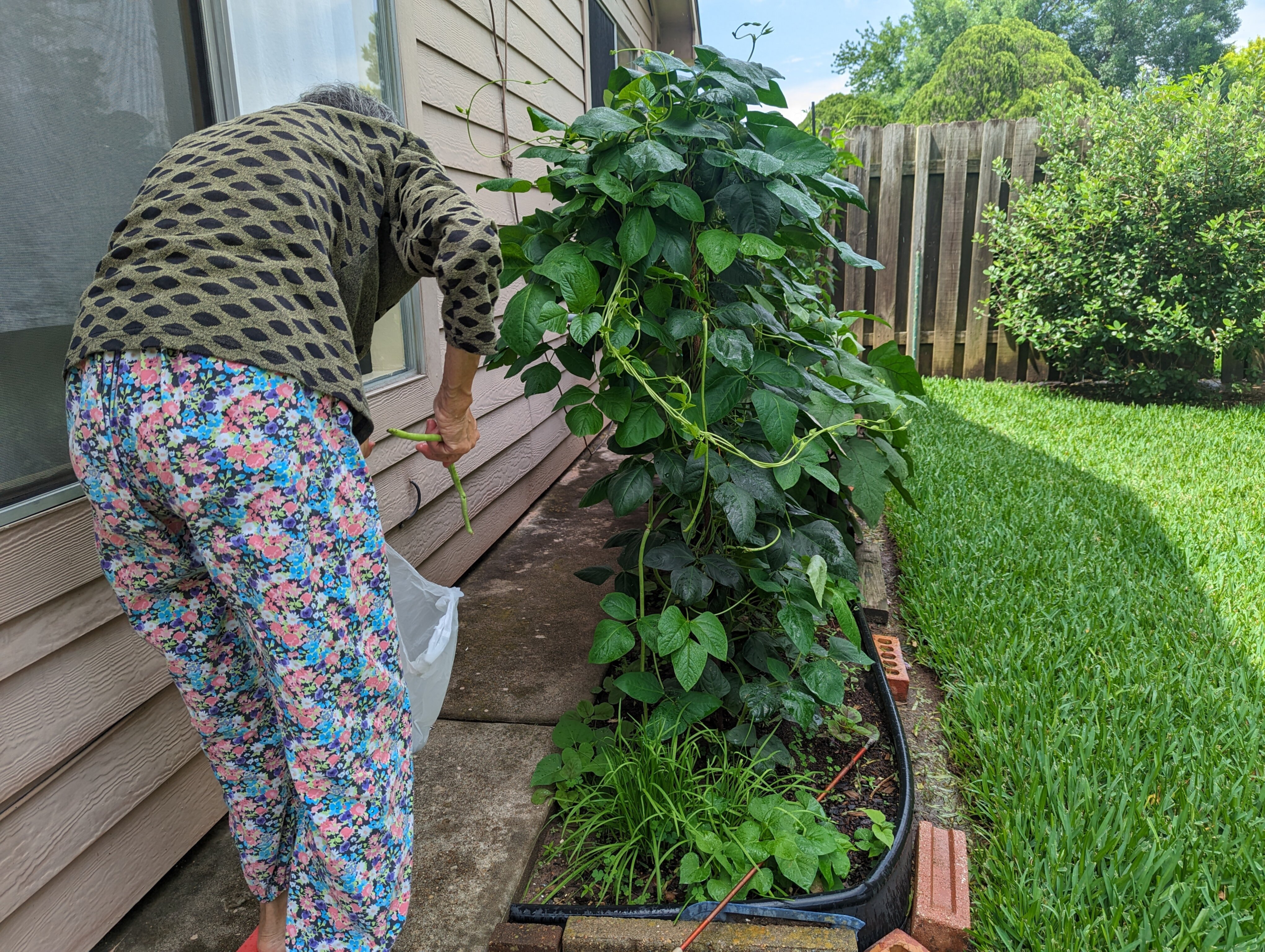 harvesting string beans