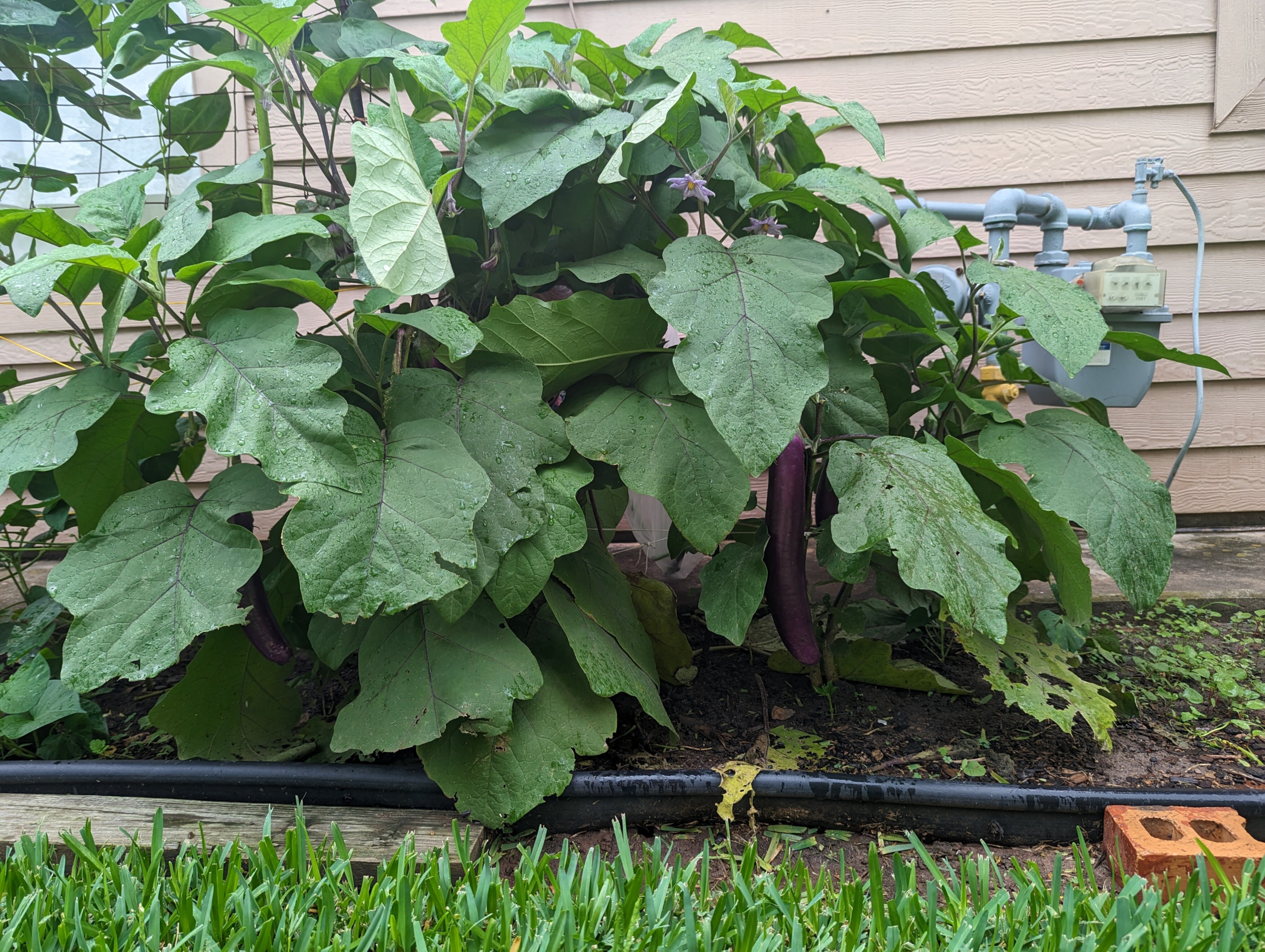 eggplants