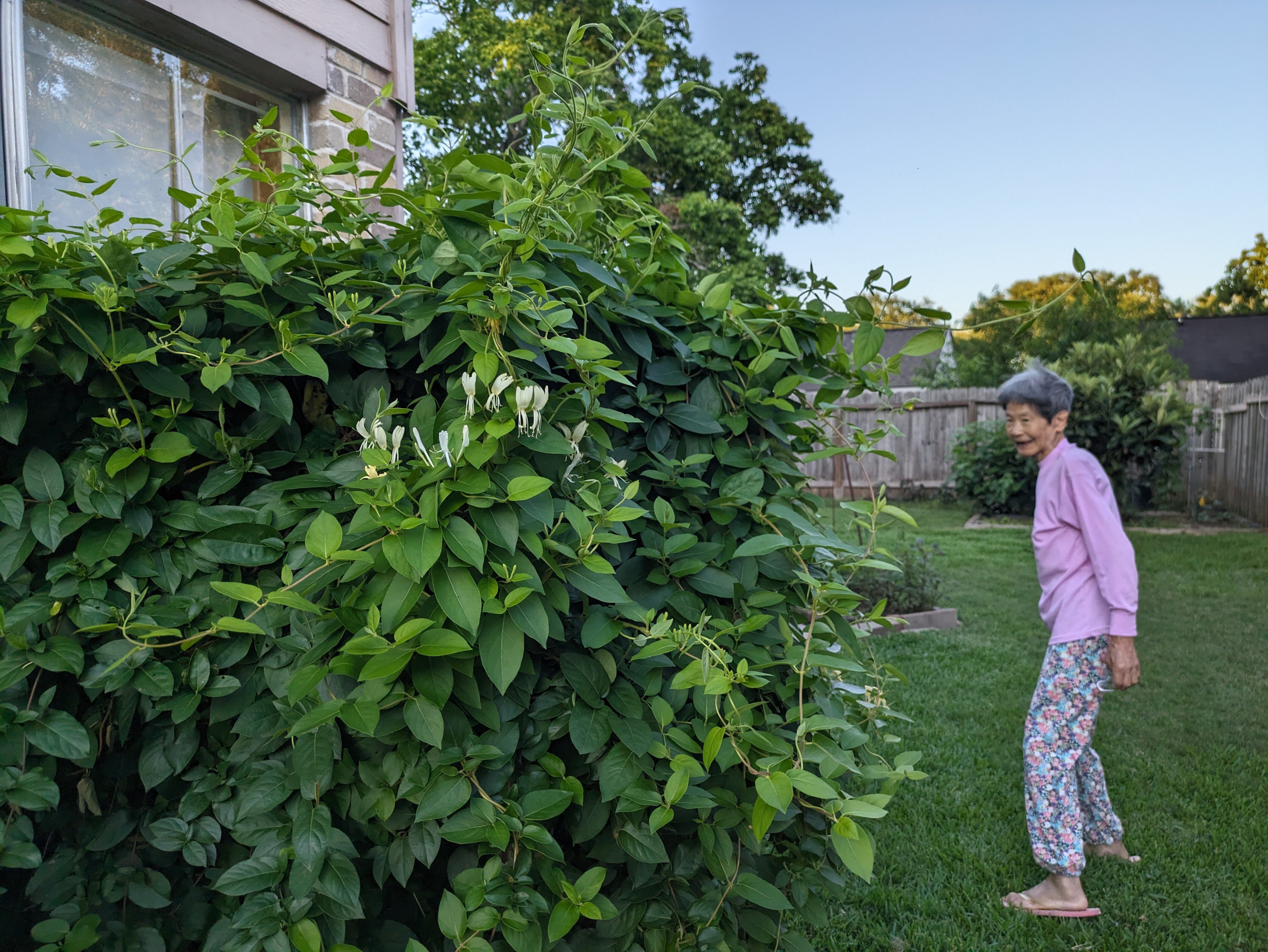 sweet, sweet honeysuckle