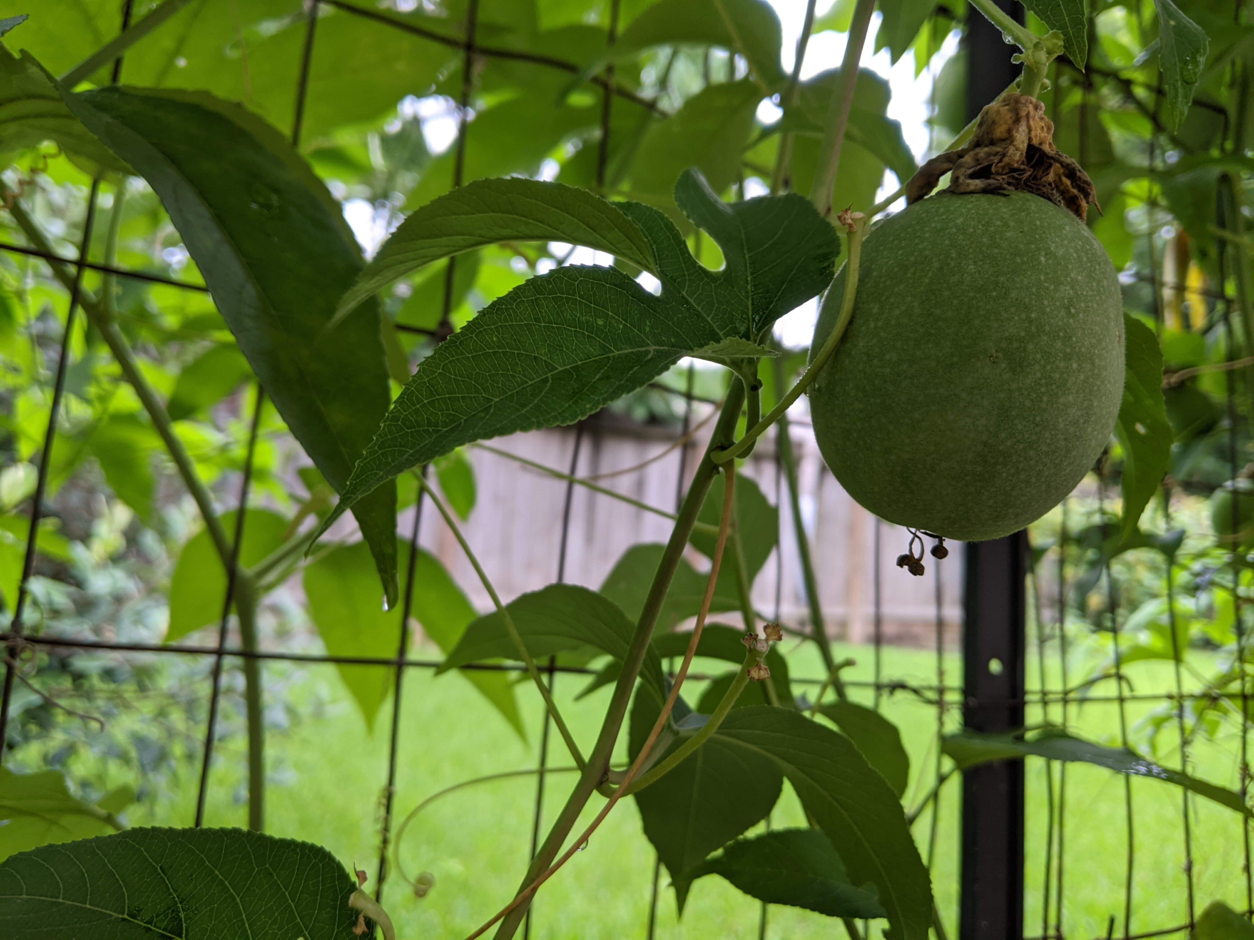 passionfruit