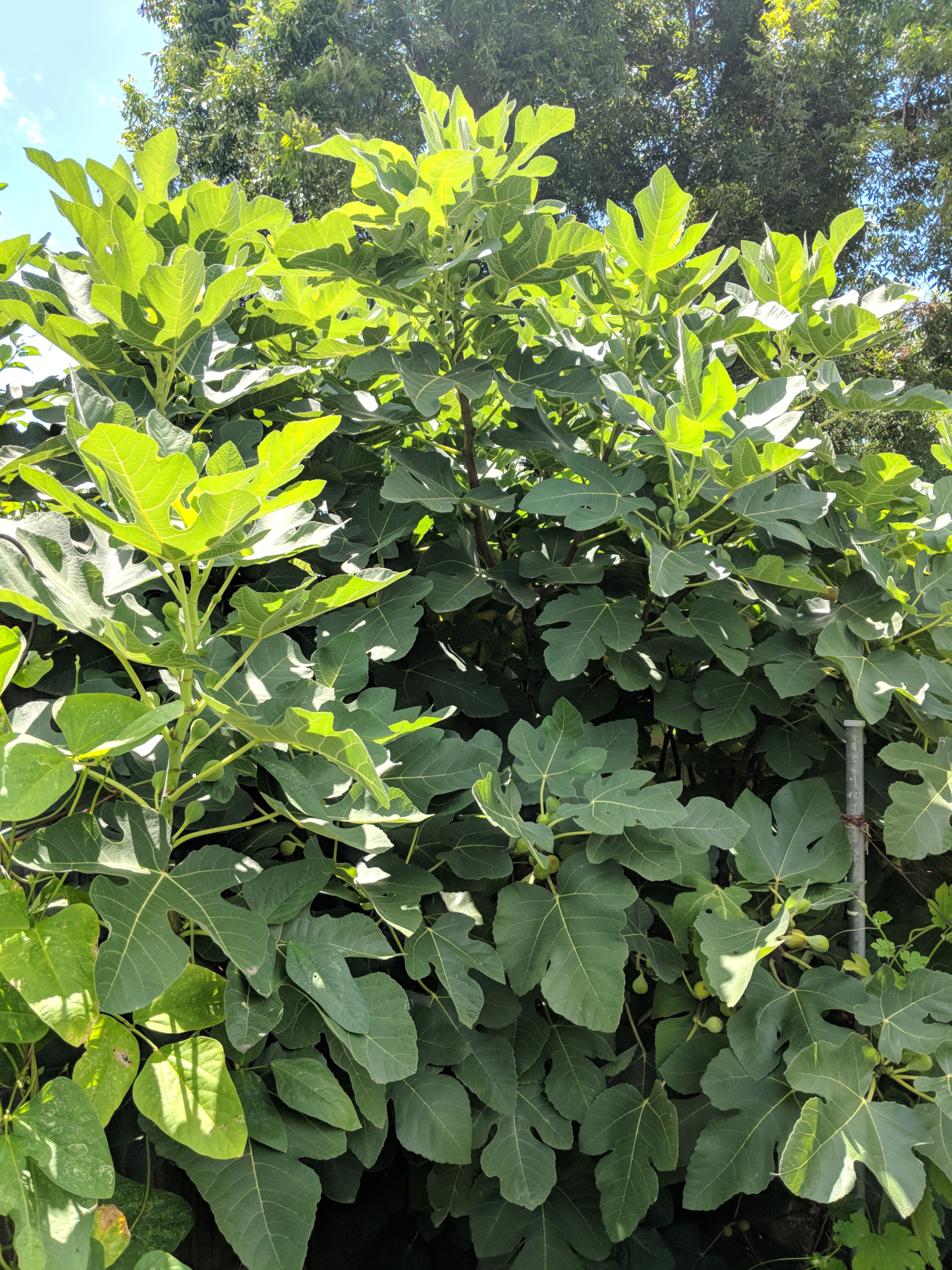 flourishing fig