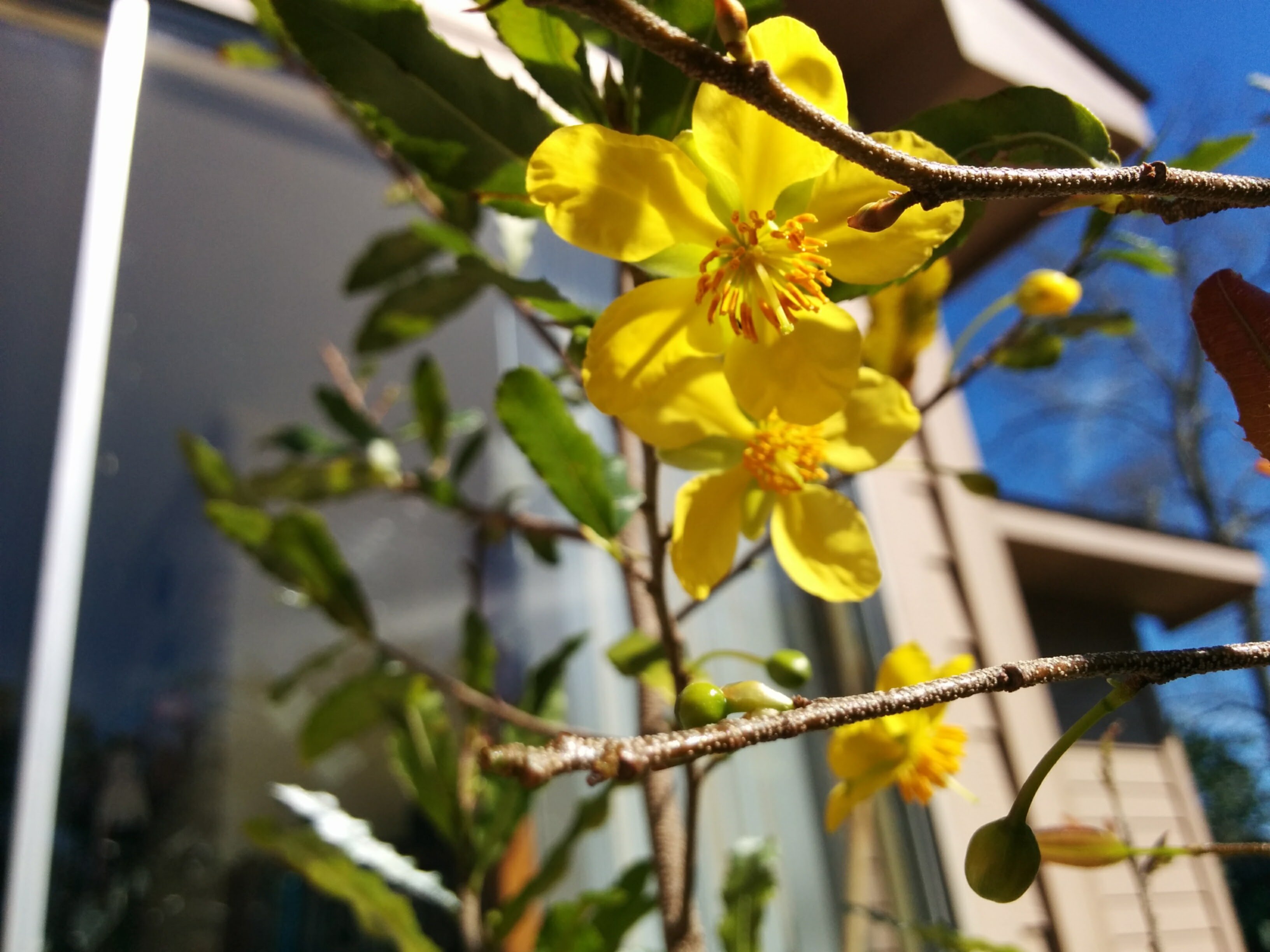 bird’s eye bush
